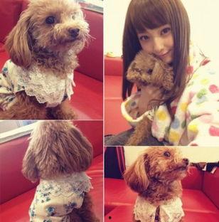 宠物明星资料,揭秘宠物界的璀璨明星