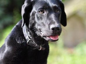 狗狗搞笑片,萌宠界的欢乐喜剧